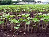 010905soba_up2_190.jpg
