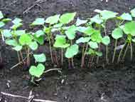 010905soba_up_190.jpg