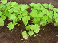 010912hidroprain.190.jpg